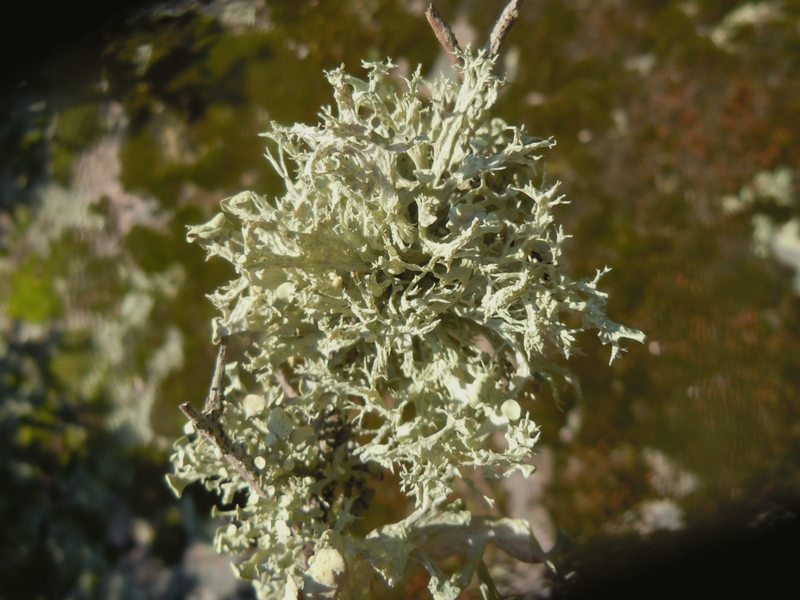 dai  Monti di San Pantaleo  (Olbia)